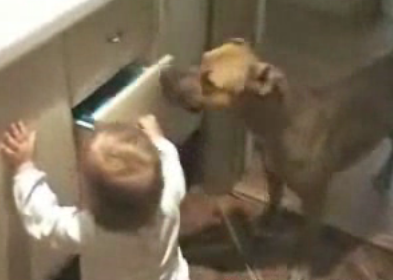 Doggie Day Care